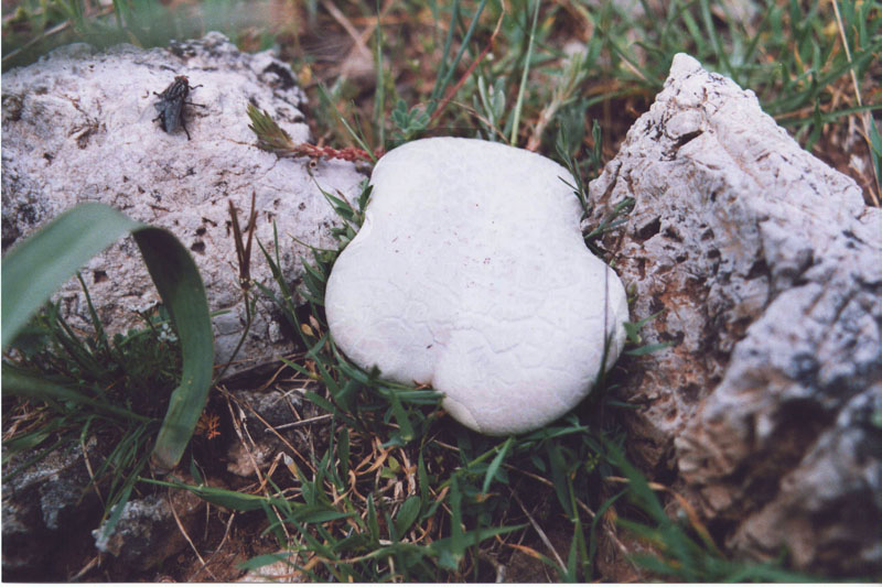 l''oro delle Madonie: P. nebrodensis (u funciu ri basiliscu)